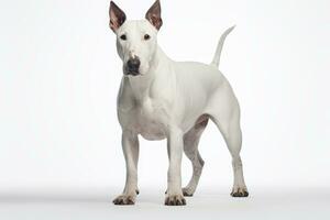 photo de une sur de soi taureau terrier dans une audacieux pose contre une nettoyer blanc Contexte. génératif ai