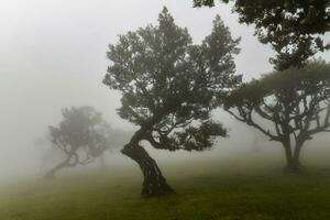 fanal forêt - séixal, le Portugal photo