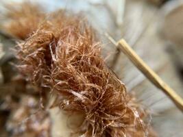 tel magnifique macro coups de fleurs et feuilles photo