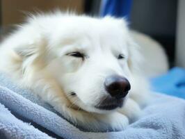 serein chien profiter une massage à une animal de compagnie spa ai génératif photo