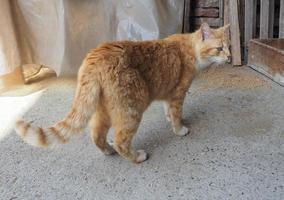 chat tigré orange photo