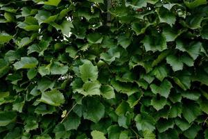 feuilles de vigne isabelle - vitis labrusca. photo