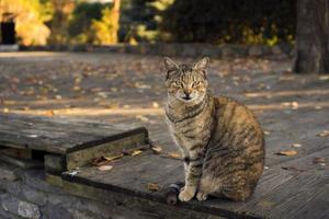 chat tigré est assis sur un plancher en bois dans un parc en une journée d'automne photo
