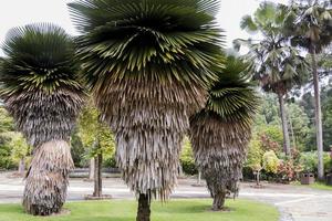 collection de palmiers dans le jardin botanique perdana, kuala lumpur. photo