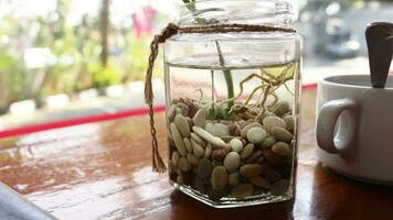 les plantes dans bouteilles sur le table photo