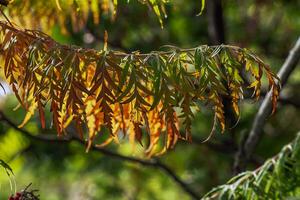 rhus typhina dans octobre. Jaune rouge feuilles de corne de cerf sumac. rhus typhina est une espèce de floraison les plantes dans le anacardiaceae famille. photo