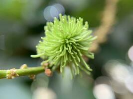 tel magnifique macro coups de fleurs et feuilles photo