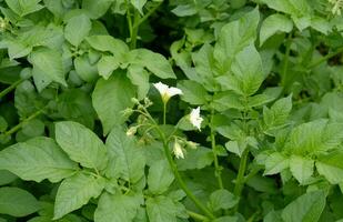 floraison pomme de terre. blanc épanouissement Patate fleur dans plante. Patate agriculture et cultivation concept. photo