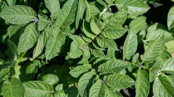 vert Frais feuilles de Patate - solanum tubéreuse - sur des buissons dans le champ, Haut voir. Contexte de une lot de patates feuilles. photo