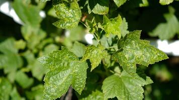 groseille feuilles endommagé par fongique maladies ou insecte nuisibles. carence ou excès de éléments et microéléments de plante nutrition, maladie. photo