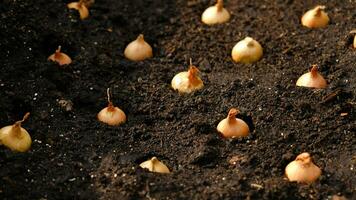 fermer oignon ensembles pour plantation dans Frais foncé sol. de bonne heure printemps les préparatifs pour jardin saison. le processus de semis oignon des graines dans ouvert sol. Comment à grandir oignons. oignon ampoules. sélectif se concentrer. photo