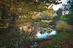 les plantes en automne se reflètent dans un étang photo