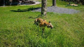 une tigre en mangeant herbe sur une vert Prairie photo