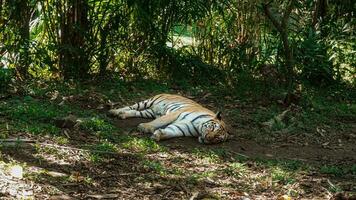 tigres sommeil sur leur dos pendant le journée en dessous de lumière du soleil très solidement photo