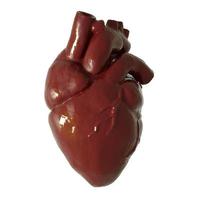modèle de coeur 3D photo