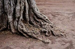 tordu arbre les racines photo