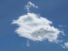 nuage de cumulus avec des oiseaux photo