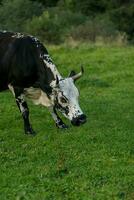 noir et blanc vache pâturage sur Prairie dans montagnes. photo