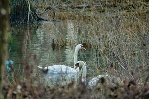 cygnes dans le étang photo