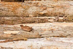 pile de bois photo