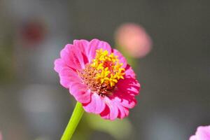 florissant rose fleur photo