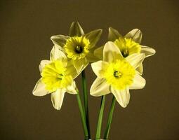 plusieurs Jaune fleurs photo