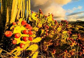 florissant cactus les plantes photo