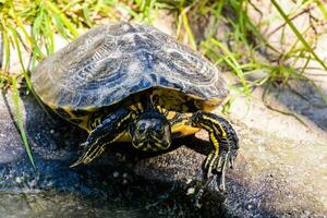 se prélasser peint tortue photo