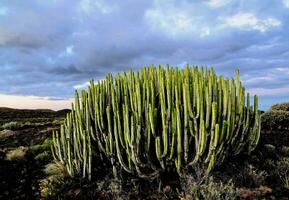 florissant cactus plante photo