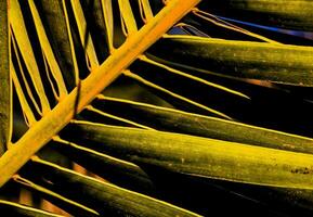 les feuilles se bouchent photo