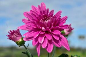 chrysanthème morifolium fleur photo