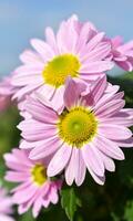 chrysanthème morifolium fleur photo