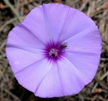 liseron althaeoides plante fleur la photographie photo