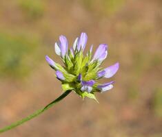 bituminaire bitume plante Naturel la photographie photo