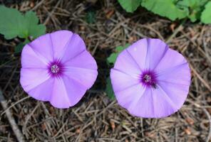 liseron althaeoides plante fleur la photographie photo