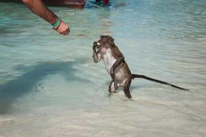 singe à le singe plage dans koh phi phi île, Thaïlande photo