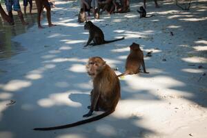 singe à le singe plage dans koh phi phi île, Thaïlande photo