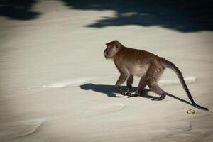 singe à le singe plage dans koh phi phi île, Thaïlande photo