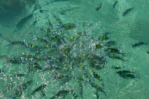 poisson dans le mer phi phi île Thaïlande photo