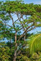 jungle forêt. tropical des arbres dans Thaïlande, Asie photo