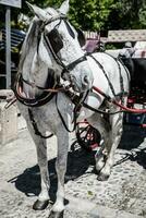 typique cheval tiré le chariot dans place de Espagne. séville. Espagne. photo