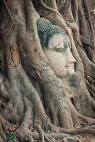 Tête de statue de Bouddha dans les racines des arbres à Wat Mahathat, Ayutthaya, Thaïlande. photo