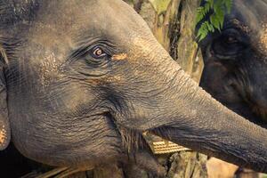 éléphants dans Thaïlande photo