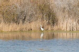 génial aigrette permanent grand à le bord de le l'eau. le blanc corps permanent en dehors de le marron herbe autour. le des oiseaux corps reflétant dans le calme l'eau de le étang. le sien longue cou en dehors pour aliments. photo