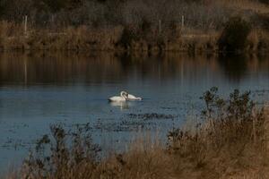 ces deux magnifique blanc cygnes étaient flottant ensemble à travers le étang. leur magnifique réflexion avec le ondulations à venir dehors. photo