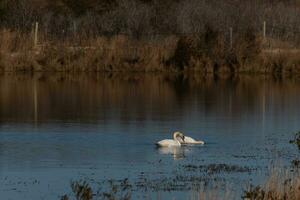 ces deux magnifique blanc cygnes étaient flottant ensemble à travers le étang. leur magnifique réflexion avec le ondulations à venir dehors. photo