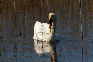 je l'amour le Regardez de cette magnifique blanc cygne nager par cette étang. le grand blanc oiseau semble assez pacifique. le réflexion en dessous de cette aviaire est vraiment jolie dans le encore l'eau. photo