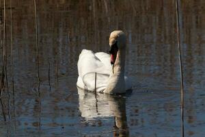 je l'amour le Regardez de cette magnifique blanc cygne nager par cette étang. le grand blanc oiseau semble assez pacifique. le réflexion en dessous de cette aviaire est vraiment jolie dans le encore l'eau. photo