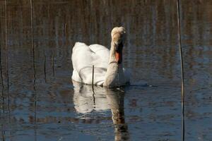 je l'amour le Regardez de cette magnifique blanc cygne nager par cette étang. le grand blanc oiseau semble assez pacifique. le réflexion en dessous de cette aviaire est vraiment jolie dans le encore l'eau. photo