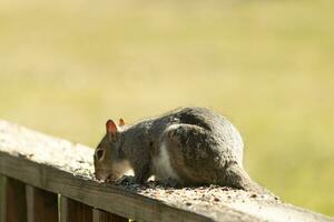 mignonne peu gris écureuil séance sur le en bois balustrade. le sien peu oreilles collage en haut et gros foncé œil à la recherche dehors. cette rongeur est en dehors pour graines pour oiseaux et regards concentré sur avoir aliments. photo